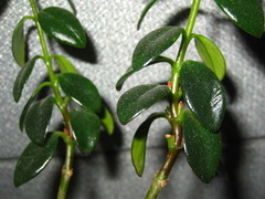 Nematanthus