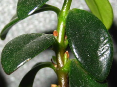 Nematanthus