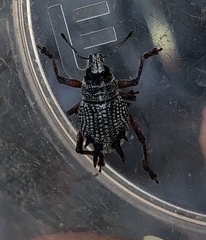 Catasarcus spinipennis