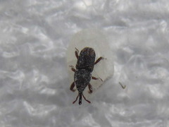 Sitophilus zeamais