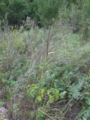 Ostericum viridiflorum