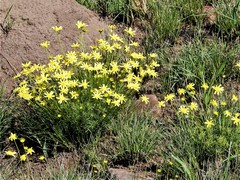 Euryops laxus