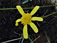Euryops laxus