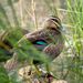 Pacific Black Duck - Photo (c) Chris Rode, some rights reserved (CC BY-NC), uploaded by Chris Rode