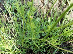 Euryops laxus