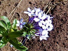 Pentanisia prunelloides