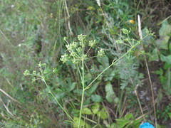 Ostericum viridiflorum