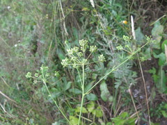 Ostericum viridiflorum