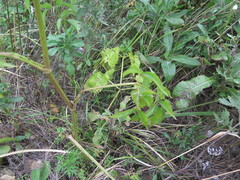 Ostericum viridiflorum