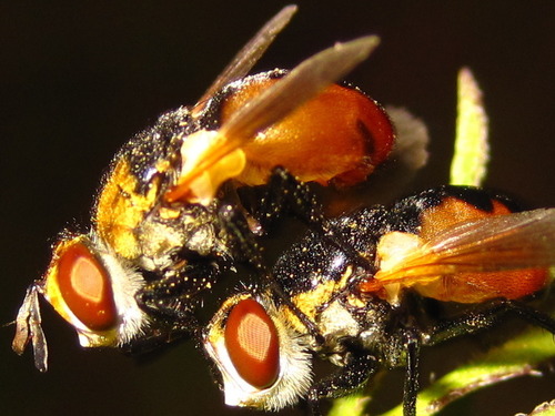 Ladybird Fly