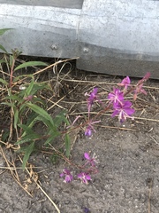 Chamaenerion angustifolium