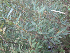 Salix nipponica