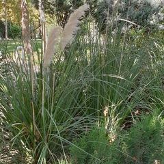 Cortaderia selloana