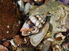 Orphanopusia patriarchalis