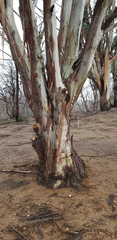 Eucalyptus pauciflora