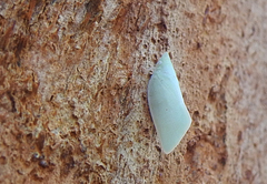 Colgaroides acuminata
