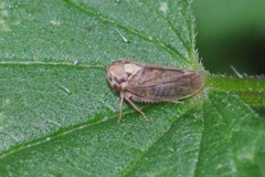 Macropsis scutellata