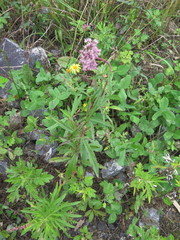 Eupatorium lindleyanum