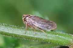 Macropsis scutellata
