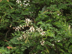 Pterolobium hexapetalum