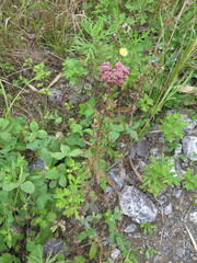 Eupatorium lindleyanum