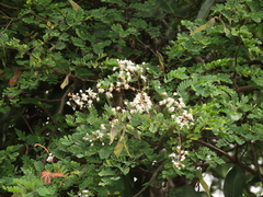 Pterolobium hexapetalum