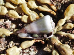 Conus muriculatus