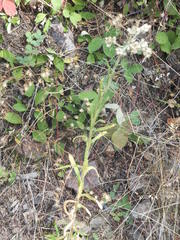 Pseudognaphalium macounii