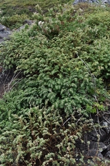 Euphorbia anthonyi