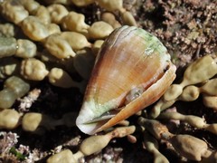 Conus miliaris