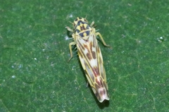 Eupteryx urticae
