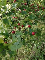 Crataegus monogyna