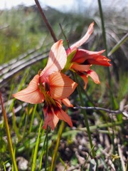 Gladiolus meliusculus