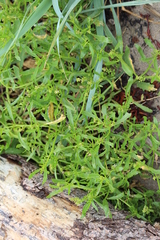 Cakile edentula edentula