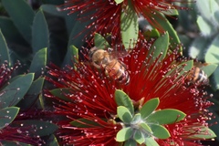 Apis mellifera