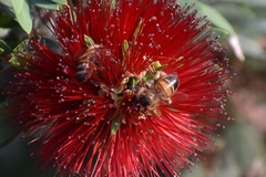 Apis mellifera