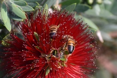 Apis mellifera