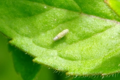 Eupteryx decemnotata