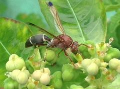 Polistes brunus