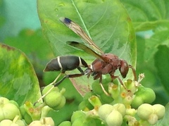 Polistes brunus