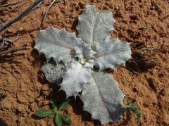 Onopordum acaulon