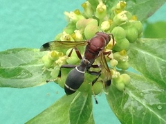 Polistes brunus