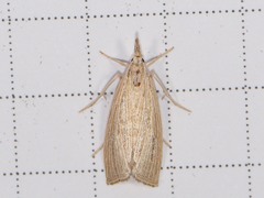 Eoreuma densellus