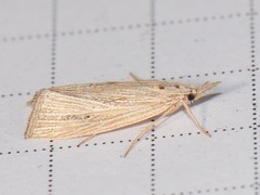 Eoreuma densellus