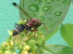 Polistes brunus