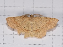 Euchlaena marginaria