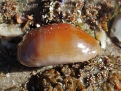 Lyncina leviathan titan