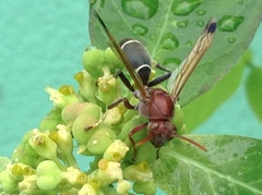 Polistes brunus