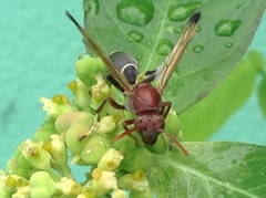 Polistes brunus