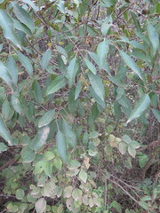 Rhamnus ussuriensis